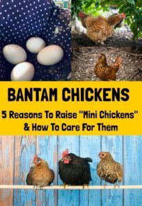 chickens and eggs on a wooden fence with text overlay that reads, batman chickens 5 reasons to raise mini chickens & how to care for them