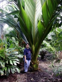 a man standing next to a lush green palm tree in a tropical forest filled with lots of plants