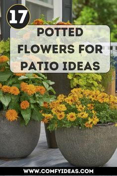 two large planters with yellow flowers in them and the words potted flowers for patio ideas