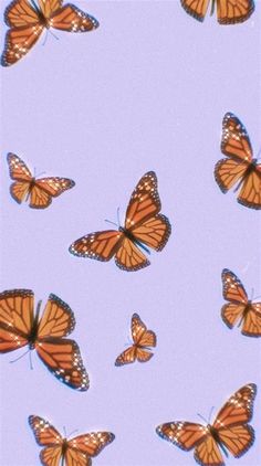 many orange butterflies flying in the sky