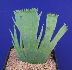 a green plant in a black pot filled with rocks and gravel next to a blue wall