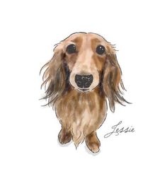 Dachshund Clube dogloverstagram Watercolor Dachshund Painting, Daschund Art, Dachshund Watercolor, Dachshund Portrait, Painting Clipart, Dogs Watercolor, Dachshund Painting