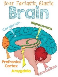 an image of the human brain with labels on it that describe its functions and their functions