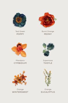 the different types of flowers are shown in this graphic style, including oranges and blue