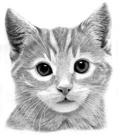 a black and white photo of a kitten