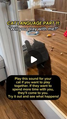 a cat sitting on top of a wooden floor in front of a door with the caption