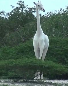 a white giraffe standing in the middle of a field with trees behind it