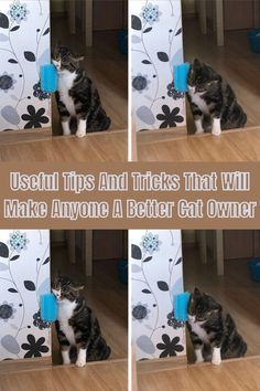 four pictures of a cat playing with a blue object