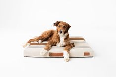 a brown and white dog laying on top of a pillow