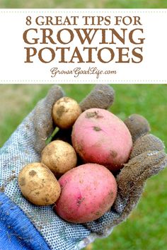 a person holding potatoes in their hand with the words 8 great tips for growing potatoes