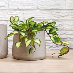 three cement vases with plants in them on a table