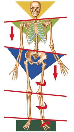 Picture worth a thousand words. Chi Nei Tsang can translate it. Check out www.chineitsangschool.com Patellar Tracking Disorder, Bolesti Chrbta, Pelvic Tilt, Human Skeleton, Chiropractic Care, Hip Flexor, Low Back Pain, Chiropractic, Massage Therapy