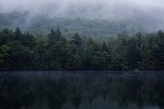 trees are reflected in the water on a foggy day