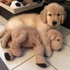 a puppy laying on the floor next to a stuffed animal