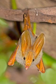 a bat hanging upside down on a branch