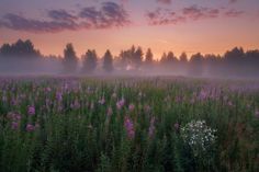 the sun is setting over a field full of wildflowers and trees on a foggy day