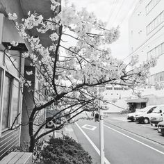 a black and white photo of a tree in front of a building with cars parked on the street