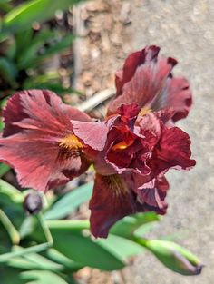 a close up of a red flower with green leaves