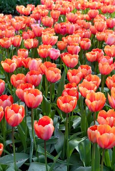 many orange and pink flowers in a field