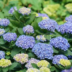 blue and green flowers with leaves in the foreground