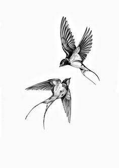 two black and white birds flying in the sky