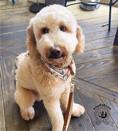 a small white dog sitting on top of a wooden floor