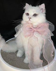 a white cat sitting on top of a cake with a pink bow around it's neck