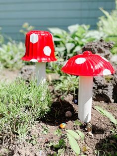 two red and white mushrooms sitting in the dirt