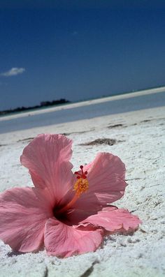 a pink flower sitting on top of a sandy beach next to the ocean and sky