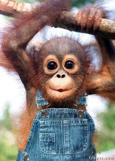 a baby oranguel hangs from a tree branch with his hands in the air