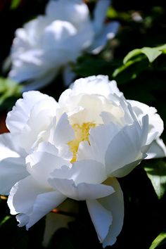 white flowers with green leaves in the background