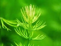 a close up view of a green plant with blurry leaves in the foreground