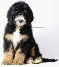 a fluffy black and brown dog sitting on top of a white floor next to a wall