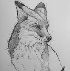 a pencil drawing of a fox's head