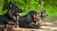 three dogs are laying down on the ground