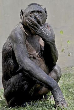 a chimpan sitting on the ground with his hands to his face and mouth