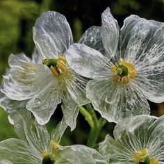 three white flowers with yellow centers covered in water