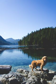 a brown dog standing on top of a rocky shore next to a body of water