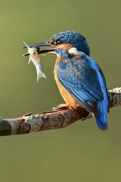 a blue and orange bird with a fish in it's mouth on a branch