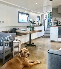 a large brown dog laying on top of a hard wood floor next to a kitchen