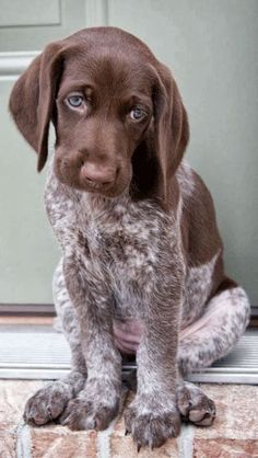 a brown dog sitting on top of a floor next to a red and white sign