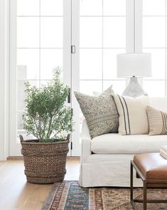 a living room filled with furniture and a potted plant