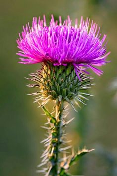 a purple flower that is growing out of the ground