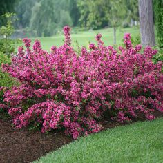 a bush with pink flowers in the middle of a park area next to grass and trees