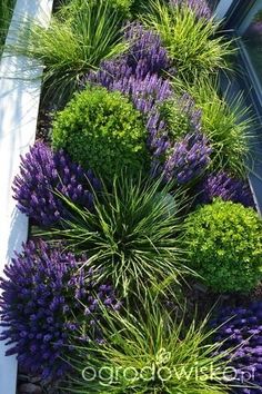 purple and green plants are growing in the corner of a house's window sill