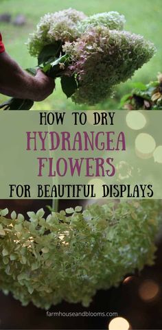 how to dry hydrangea flowers for beautiful displays