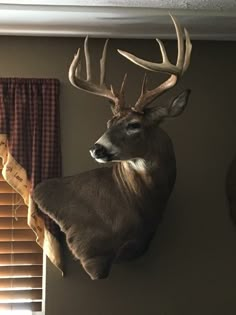 a deer head mounted to the side of a wall next to a window with curtains