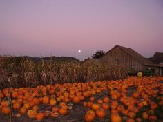 a field full of pumpkins with the moon in the sky above it and corn stalks