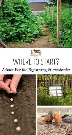 the cover of where to start? advice for the beginning homesteader