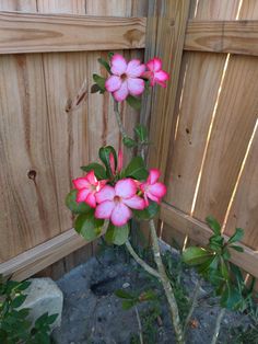 pink flowers are blooming in the corner of a wooden fence